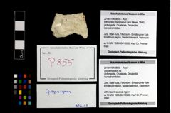 Foto (Objekt + Etikett) von Cycloprosopon sp.  (NHMW-GEO-2014-0194-0855)